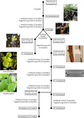 Trans-grafting plum pox virus resistance from transgenic plum rootstocks to apricot scions